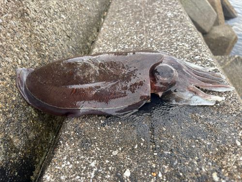 コウイカの釣果