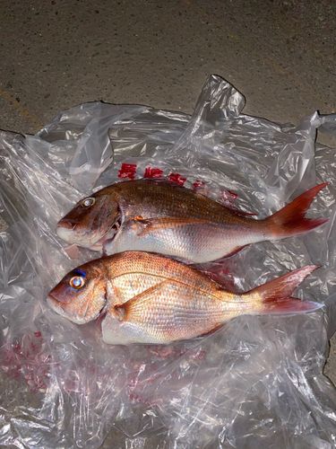 マダイの釣果