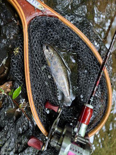 アマゴの釣果