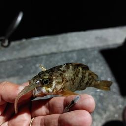 メバル