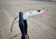 カマスの釣果