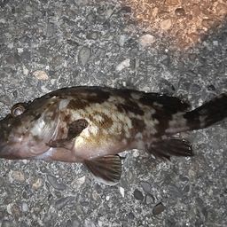 カサゴ