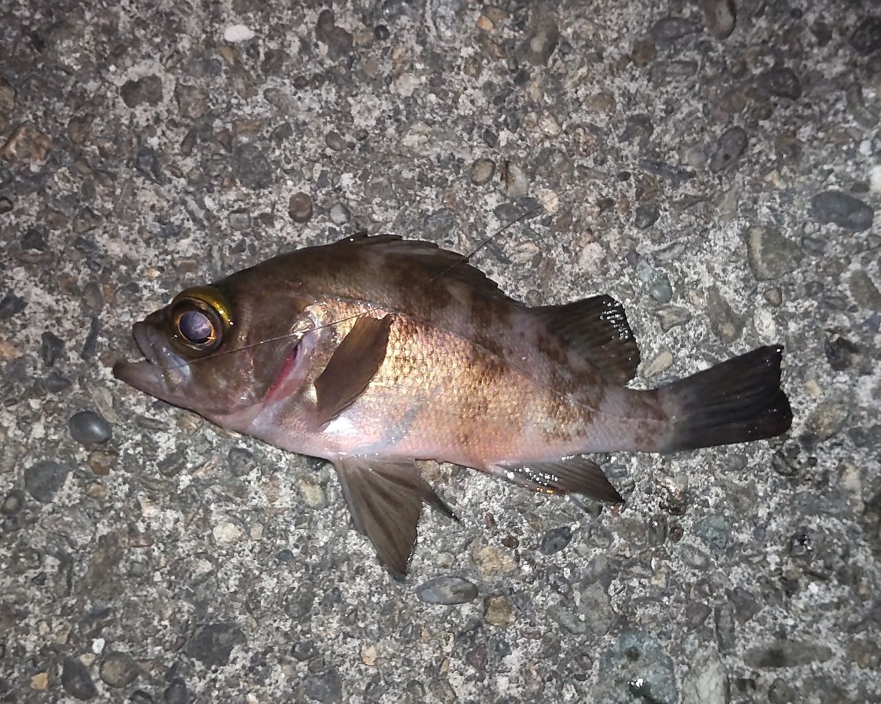 カサゴ