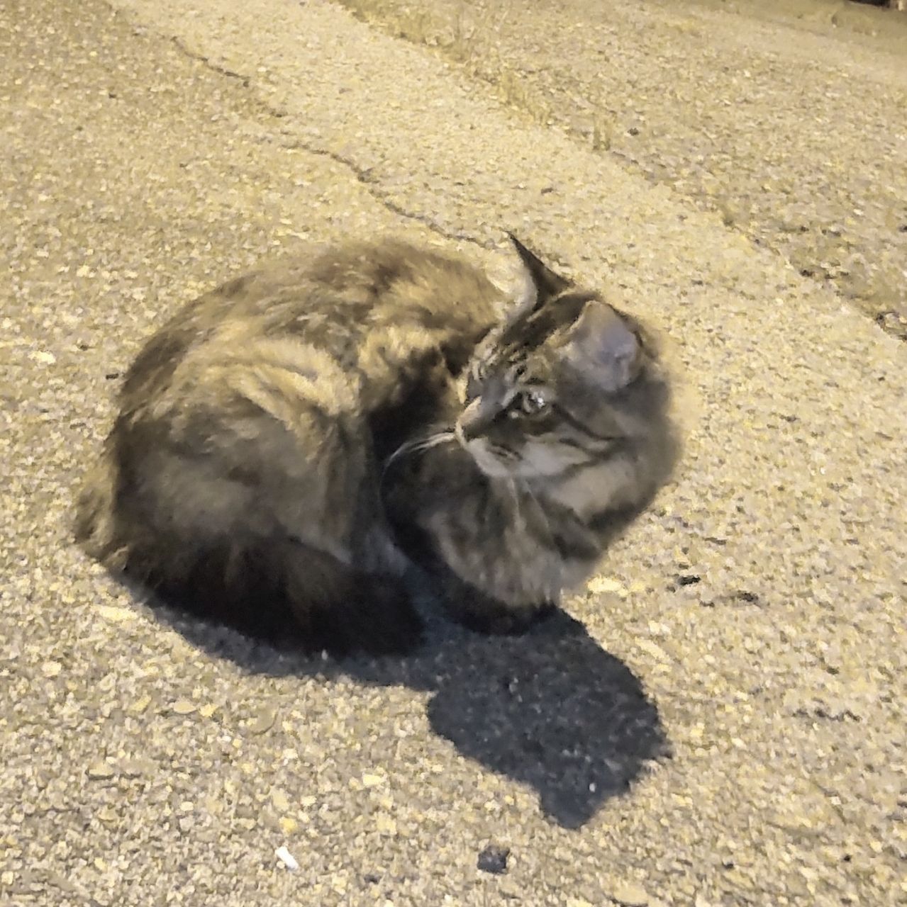 カサゴ