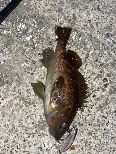 エゾメバルの釣果