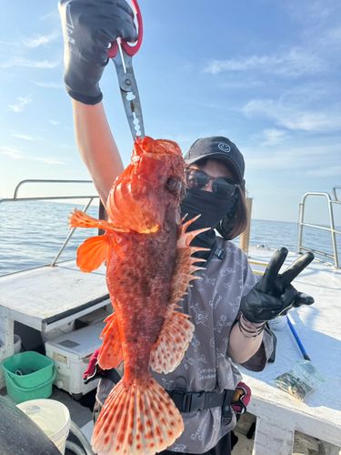 オニカサゴの釣果
