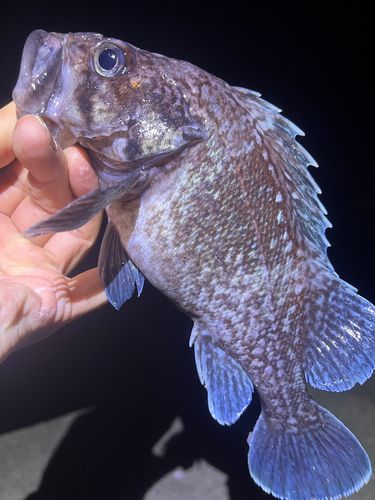 マゾイの釣果