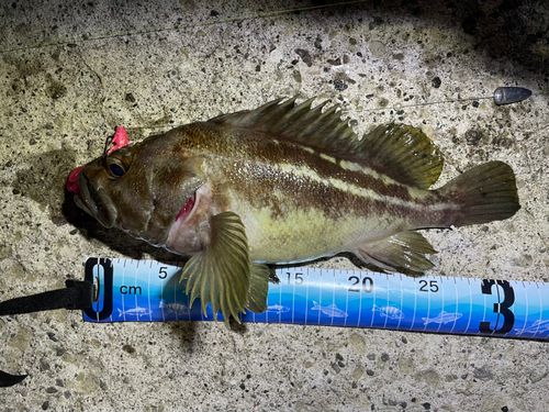 シマソイの釣果