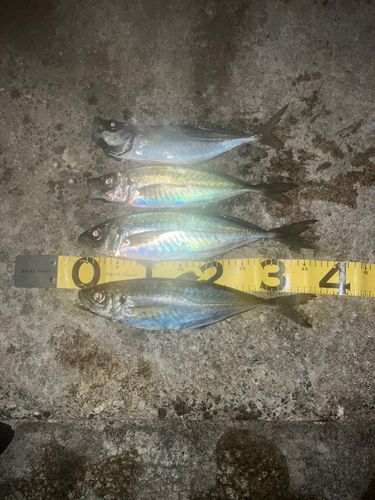 アジの釣果