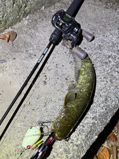 ナマズの釣果