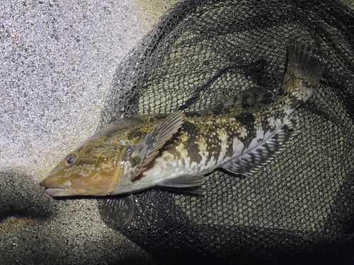 アイナメの釣果