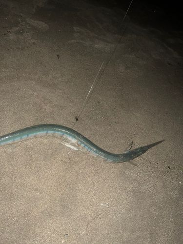 ダツの釣果