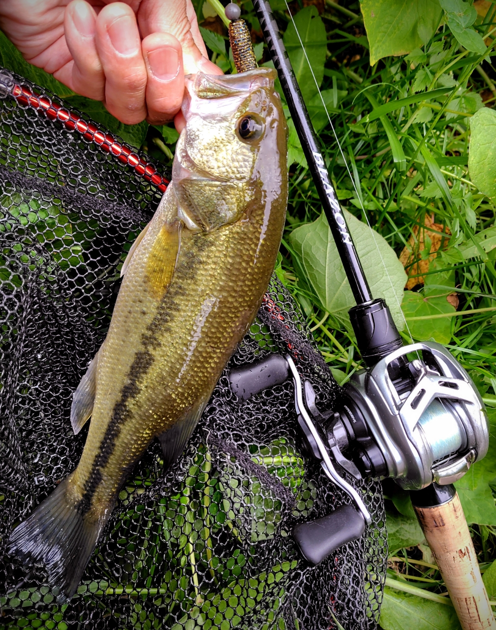 DAIWA 21ブレイゾン C68L-2・BFの最安値・インプレ・釣果 | 本音