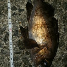 アカメバル