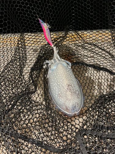 シリヤケイカの釣果