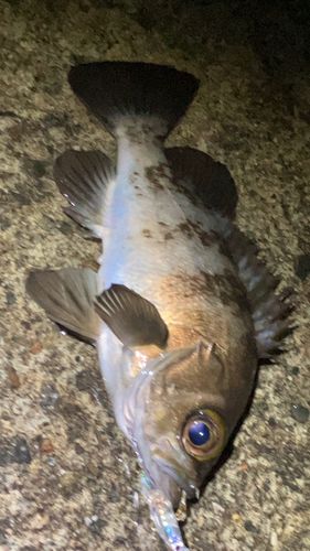 シロメバルの釣果