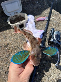 ホウボウの釣果