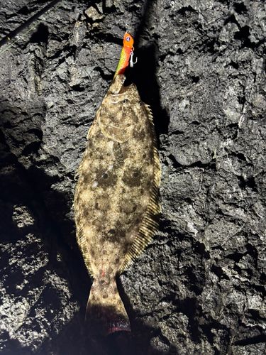 ヒラメの釣果