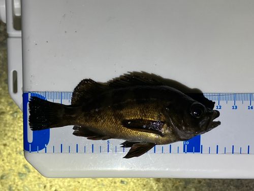 メバルの釣果