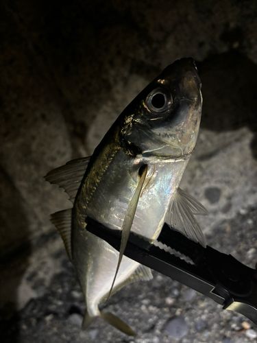 アジ