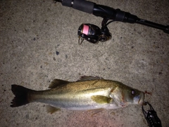 シーバスの釣果