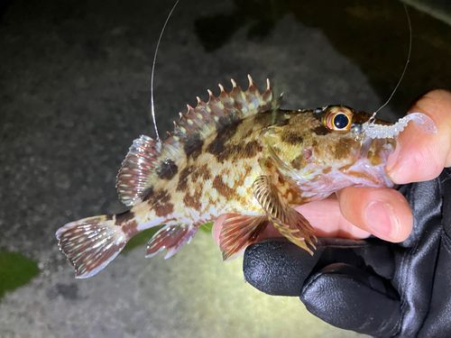 カサゴの釣果