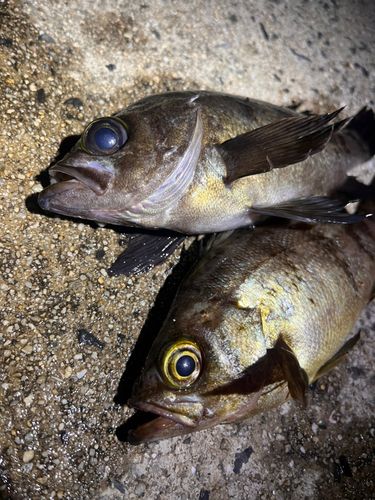 メバルの釣果