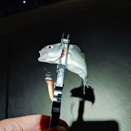 イシモチ