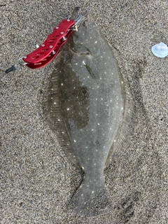 ヒラメの釣果