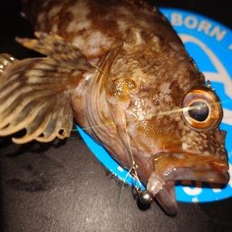 カサゴ