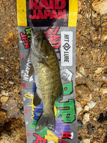 スモールマウスバスの釣果