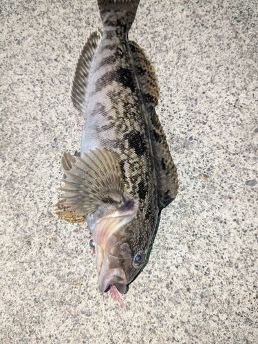 アイナメの釣果