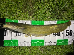 ナマズの釣果