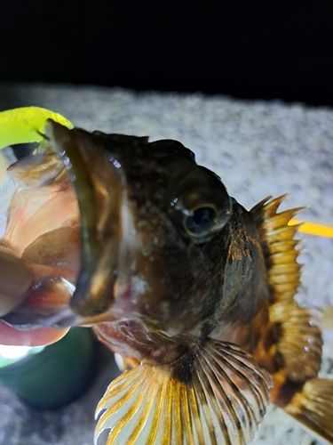 アラカブの釣果