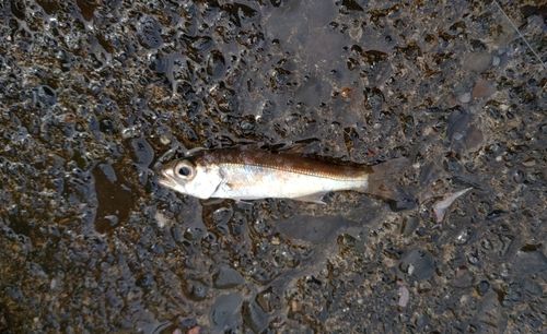 ムツの釣果