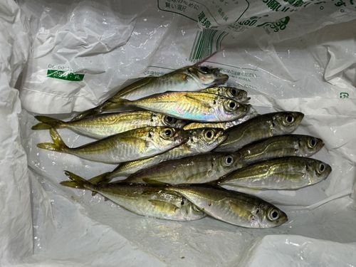 アジの釣果