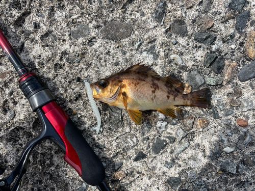 メバルの釣果