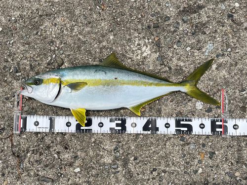 ヒラマサの釣果