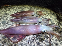 ケンサキイカの釣果