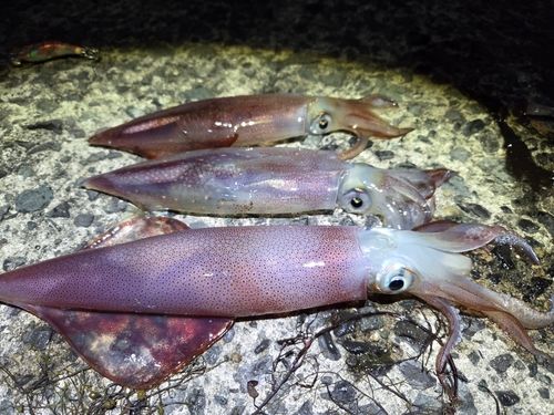 ケンサキイカの釣果