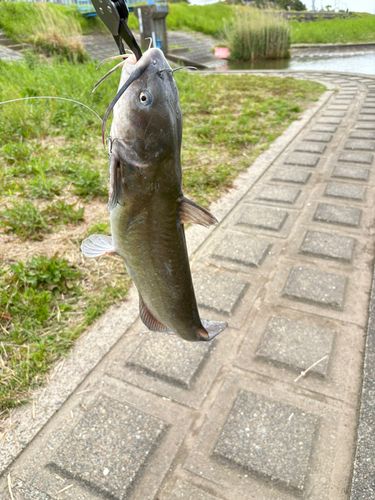 アメリカンキャットフィッシュの釣果