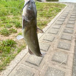 アメリカンキャットフィッシュ