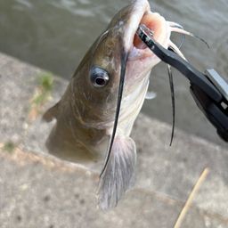 アメリカンキャットフィッシュ