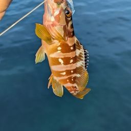 オオモンハタ