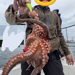 タコ