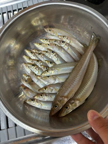 キスの釣果