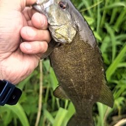 ラージマウスバス
