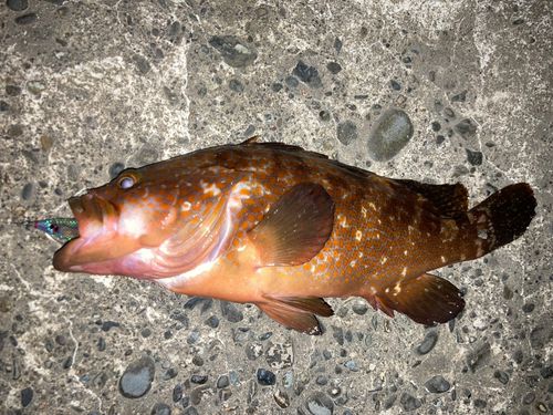 キジハタの釣果