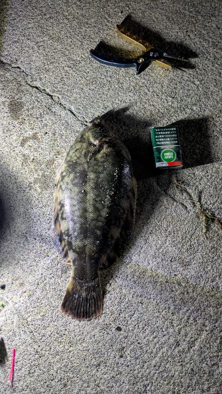 クロガシラガレイ