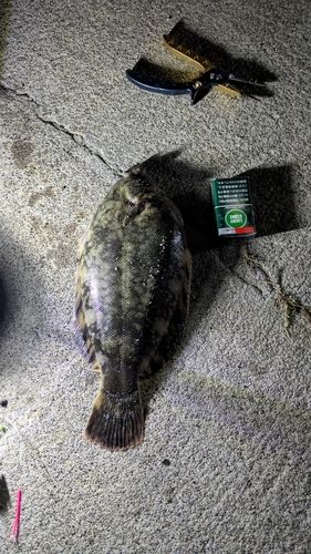 クロガシラガレイの釣果